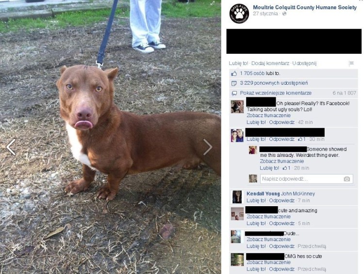 Питбуль и такса помесь