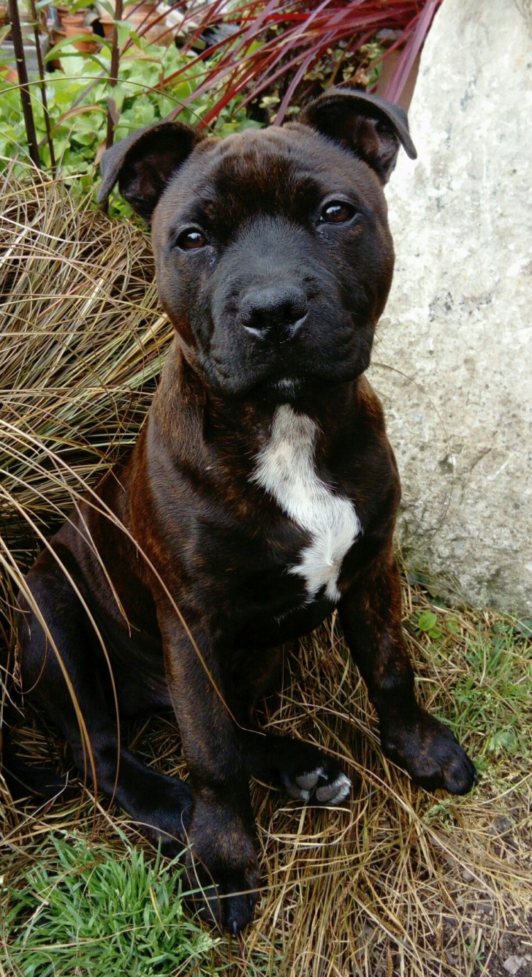 Стаффордшир терьер метис французский бульдог