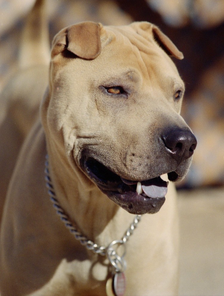 Стаффордширский терьер с шарпеем