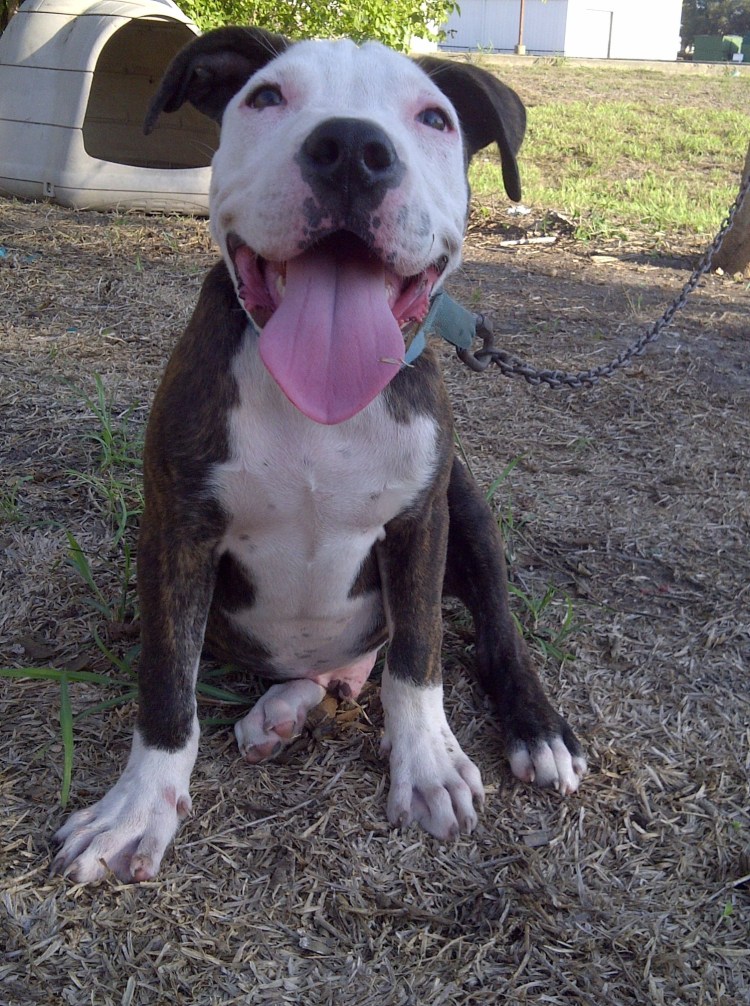 Американский Стаффорд бульдог