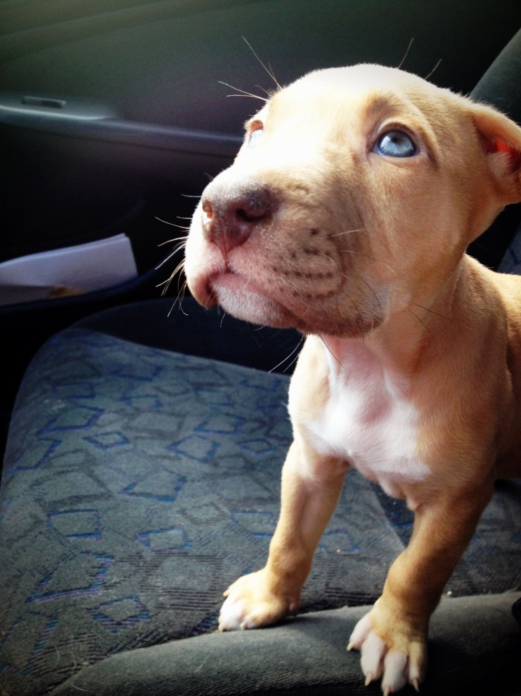 Шарпей питбуль смесь