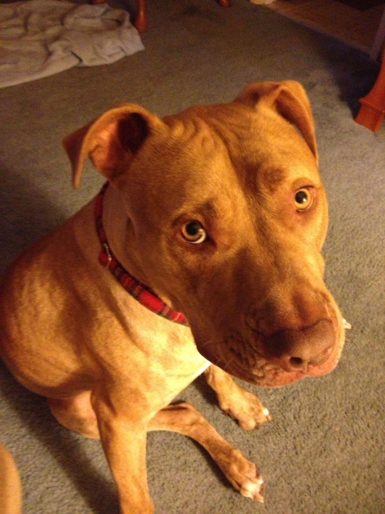 Питбуль и шарпей помесь