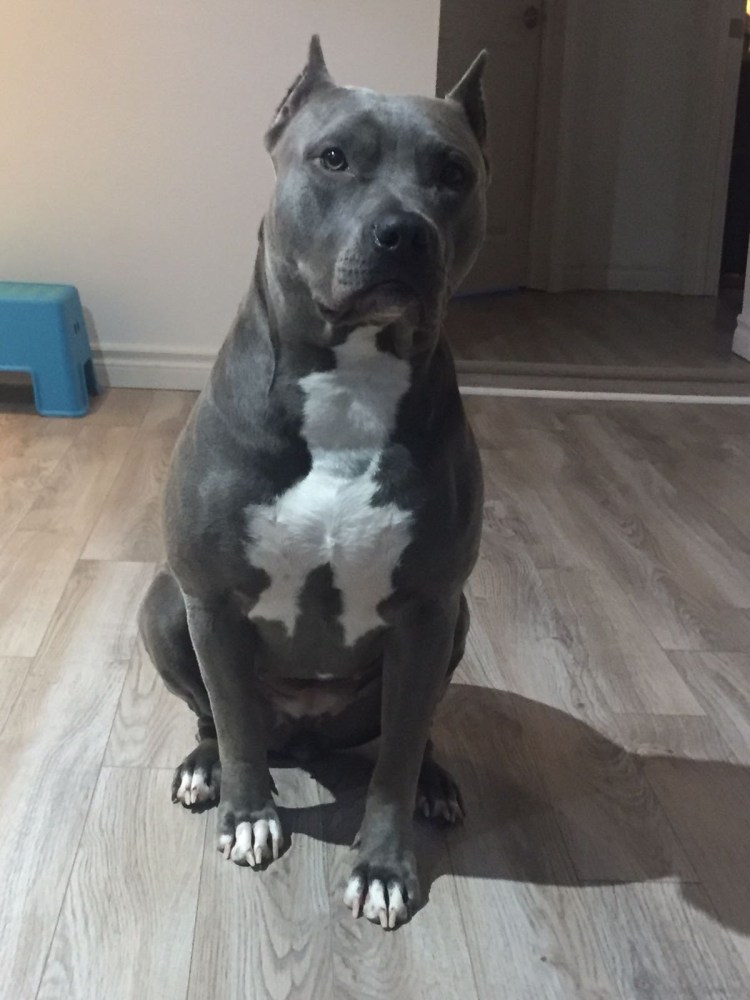 Питбуль и Стаффорд смесь