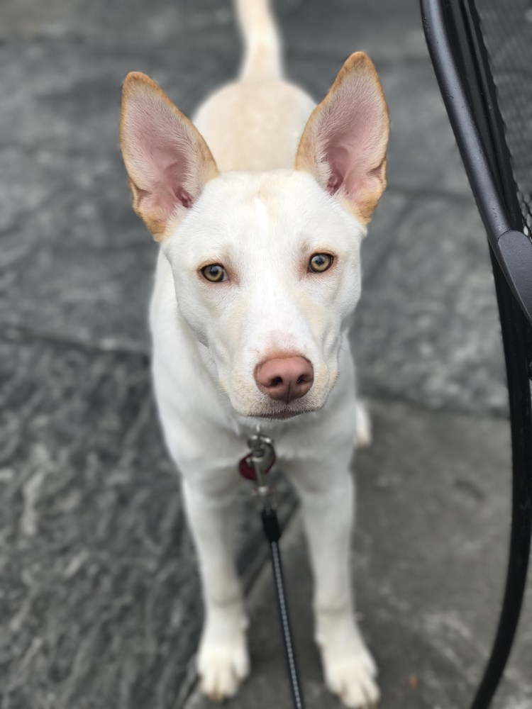 Питбуль хаски метис