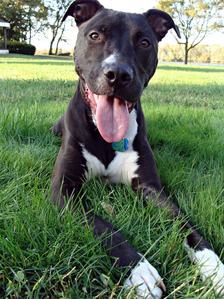 Стаффордширский терьер и лабрадор