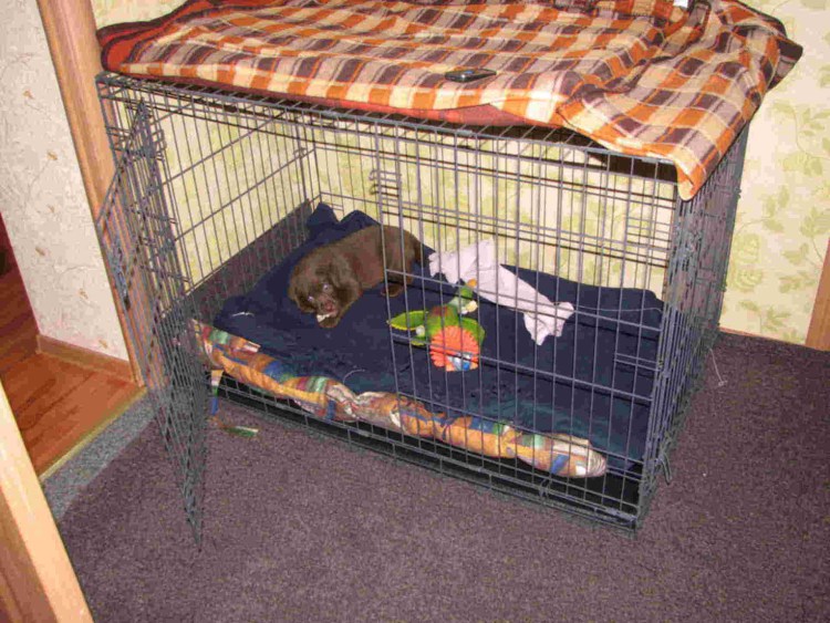 Вольер для сиба ину