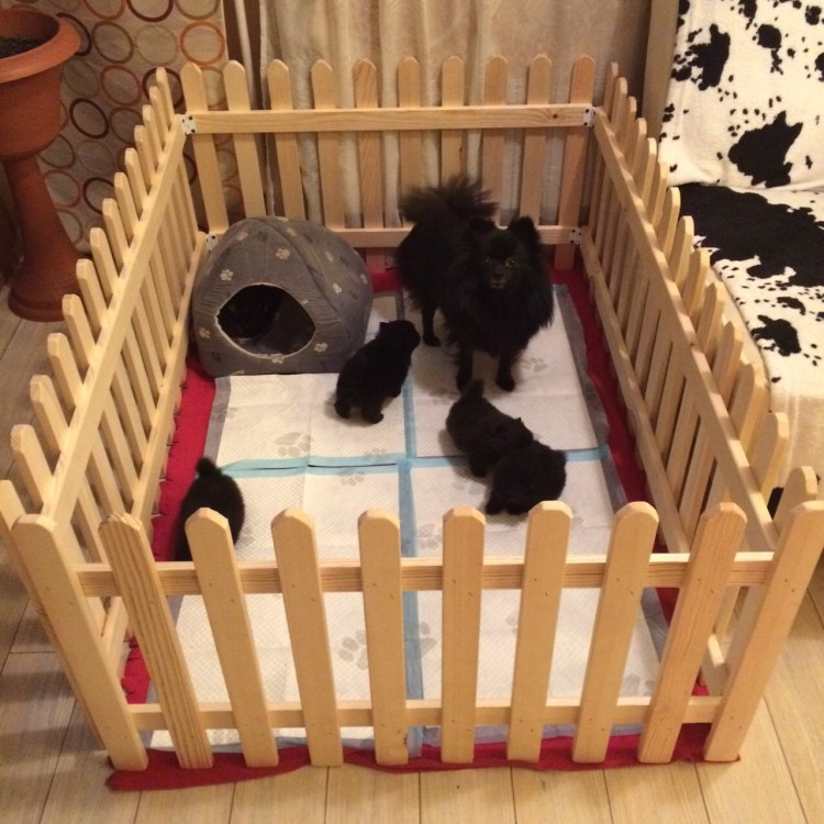 Вольер для щенков