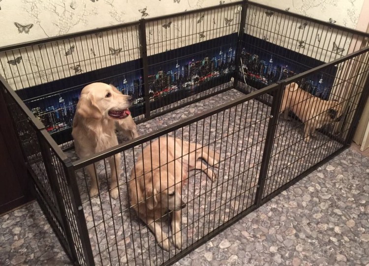 Загоны для больших собак в квартиру