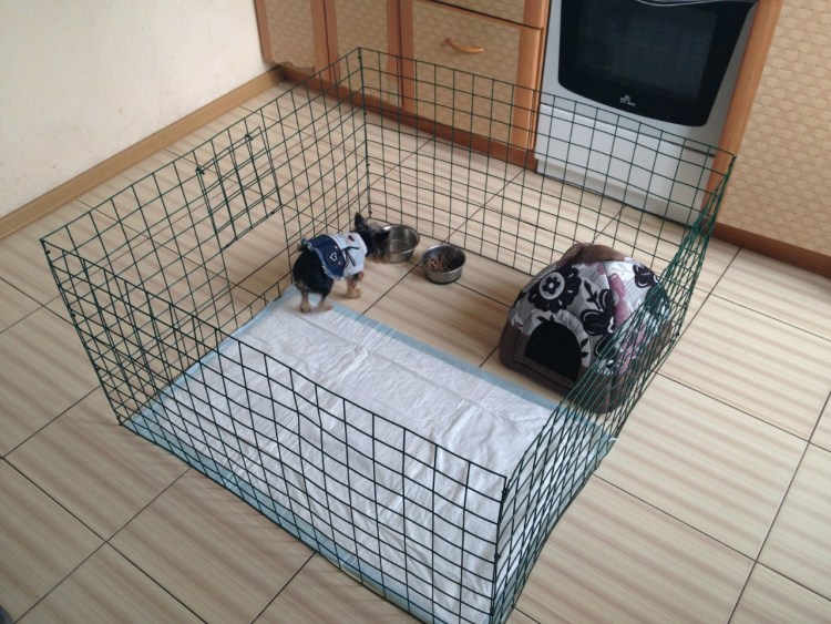 Вольер для йоркширского терьера