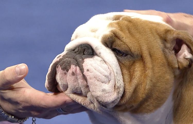 Французский бульдог уши