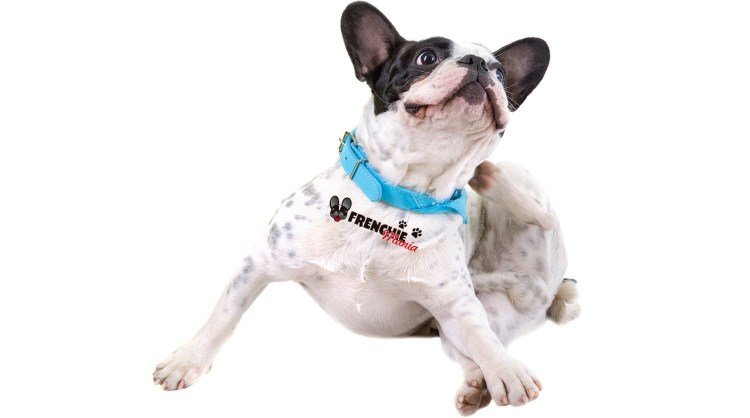 Собака чешется бульдог