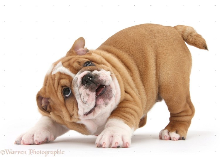 Домик для английского бульдога