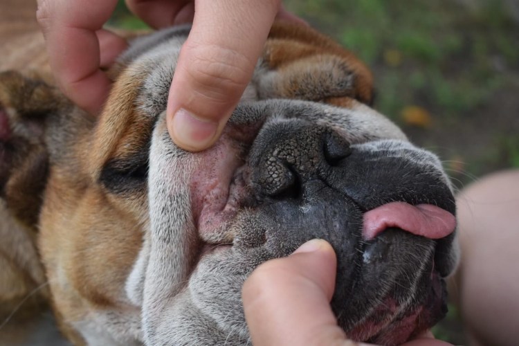 Отодектоз отит у собак