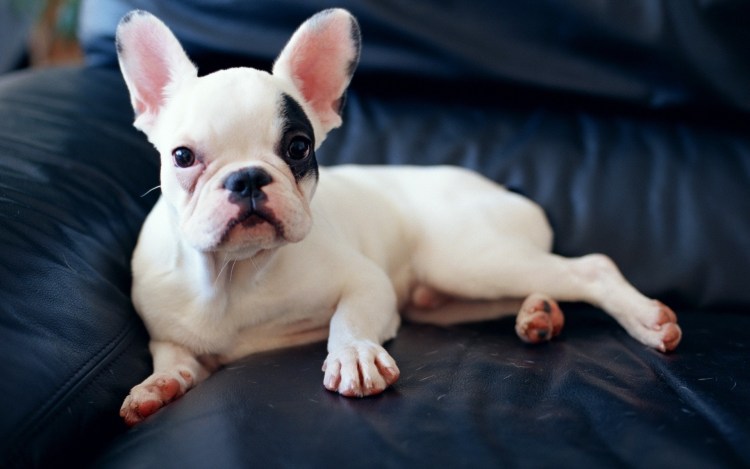 Французский бульдог