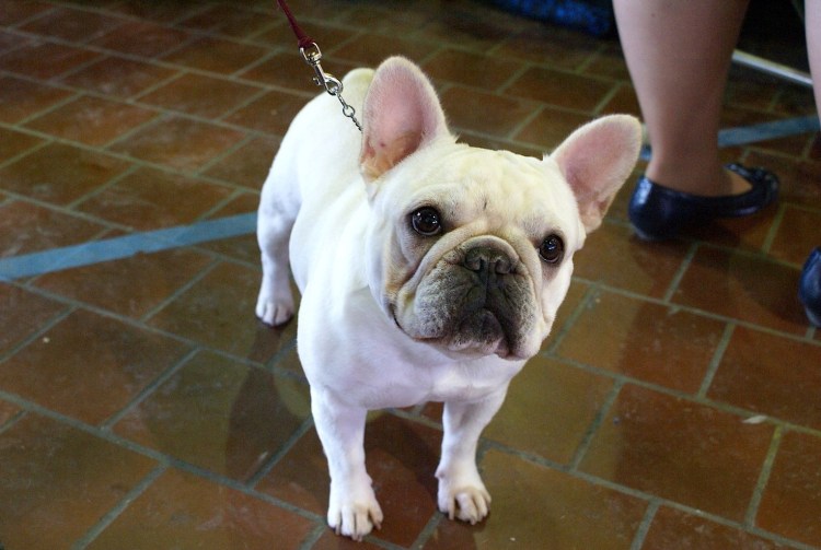 Французский бульдог с длинным хвостом