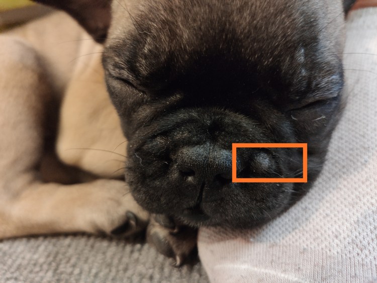 Строение черепа французского бульдога