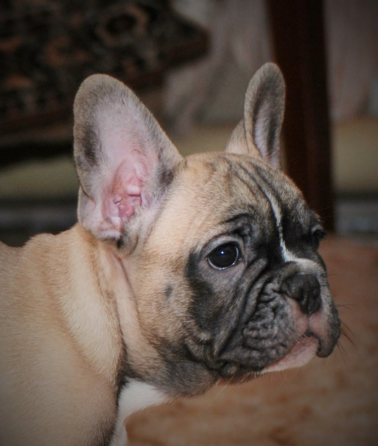 Симптомы атопического дерматита собак