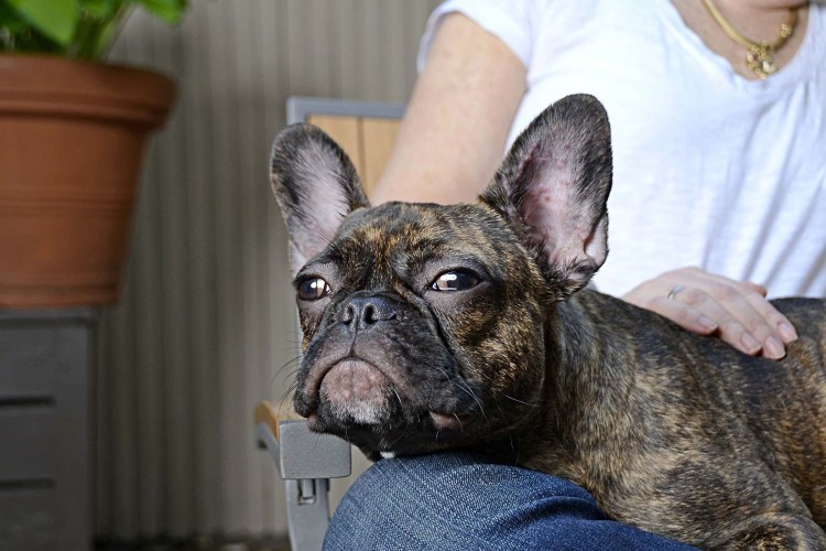 Демодекоз у французского бульдога