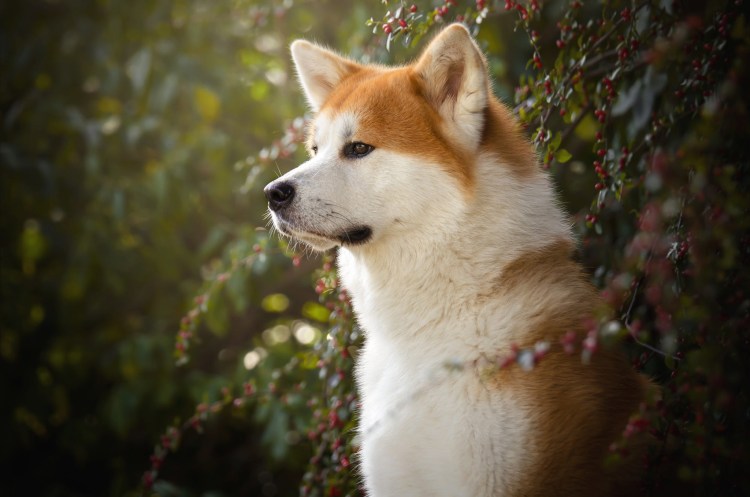 Акита ину рыжая