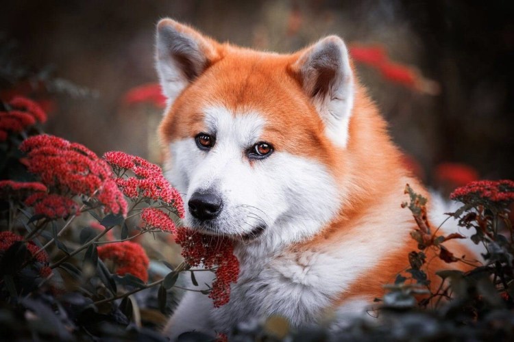 Акита ину серая щенок