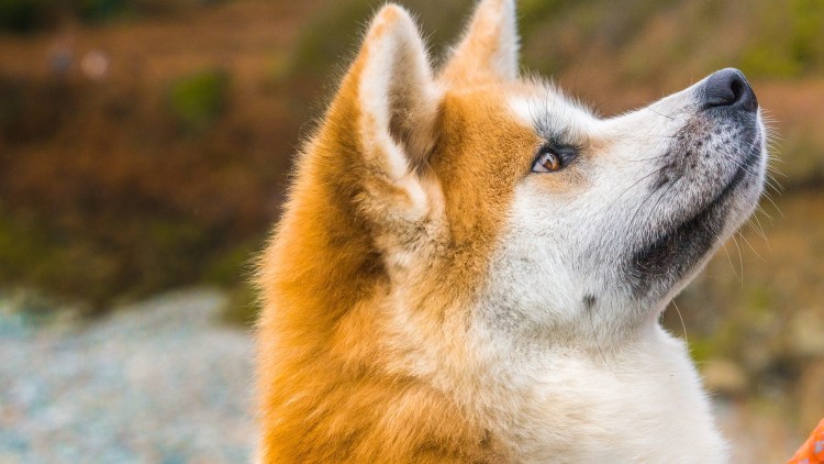 Акита ину красная