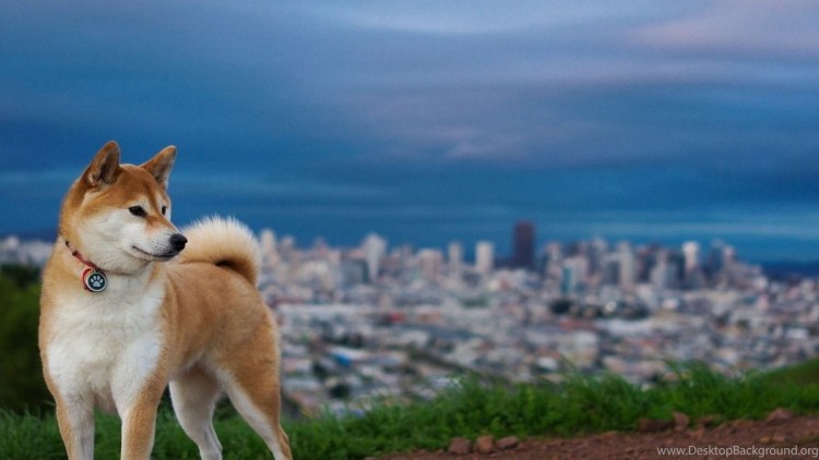 Шиба ину щенки