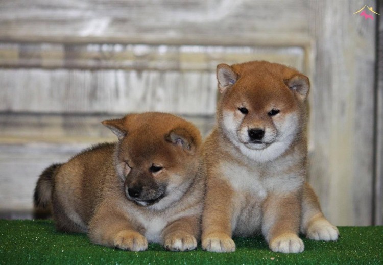 Порода Хатико Акита-ину