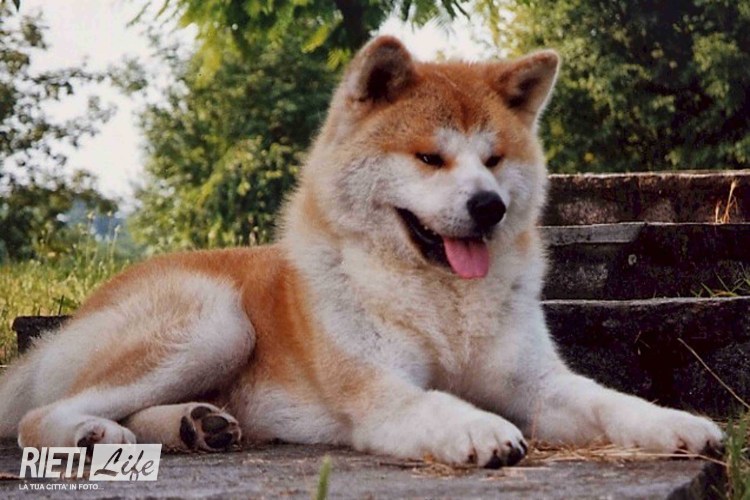 Собака Акита ину