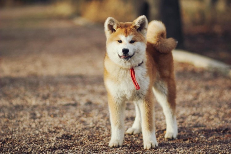 Сиба-ину породы собак