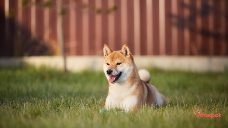 Акита ину щенок