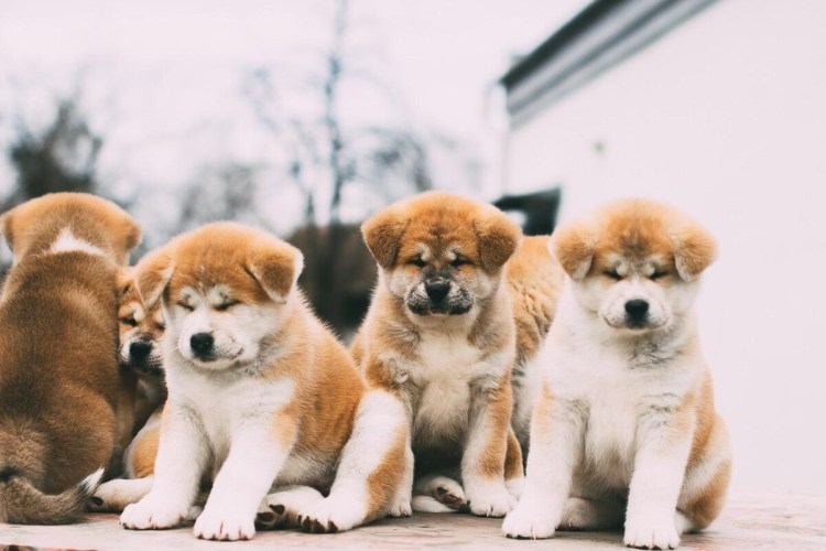 Собака Акита Шиба ину