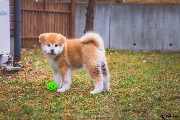 Сиба ину тигровая