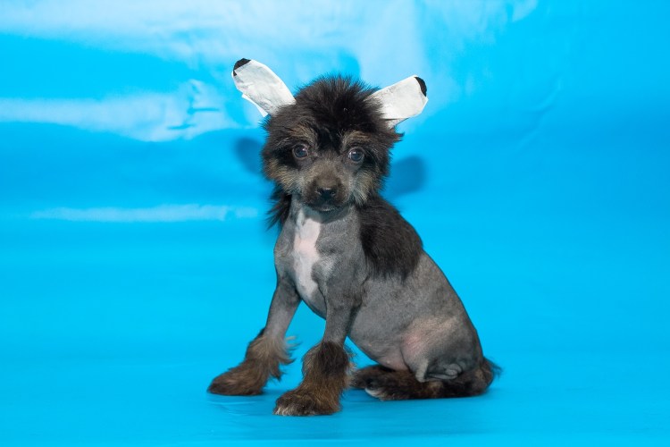 Китайская хохлатая