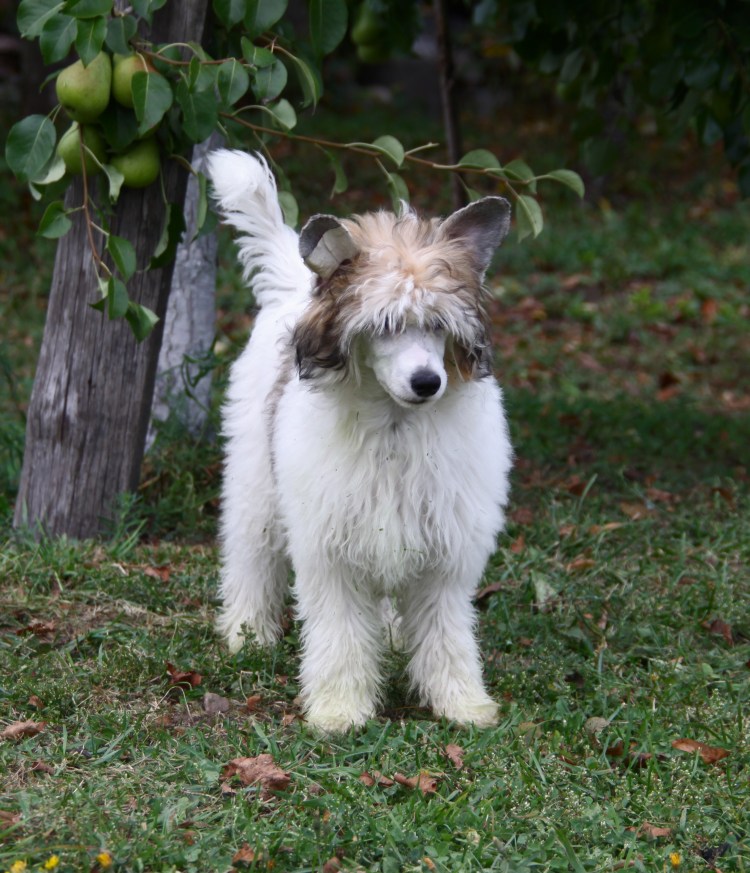 Китайская хохлатая пушистая