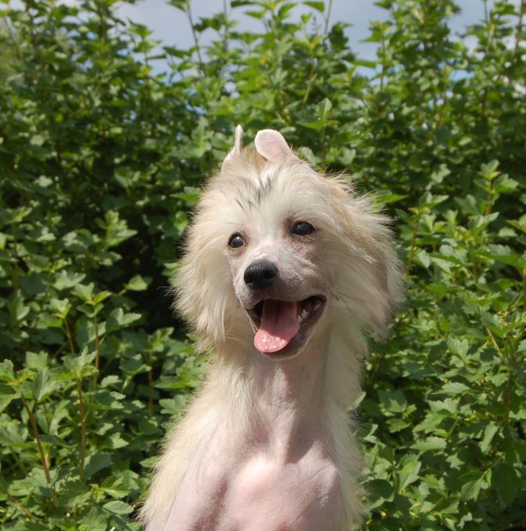 Китайская хохлатая собака пушистая