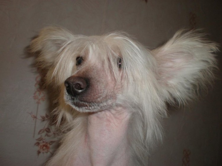 Китайская хохлатая волосатая