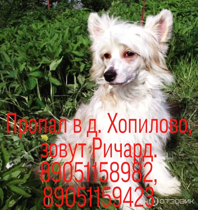 Китайская хохлатая меховая