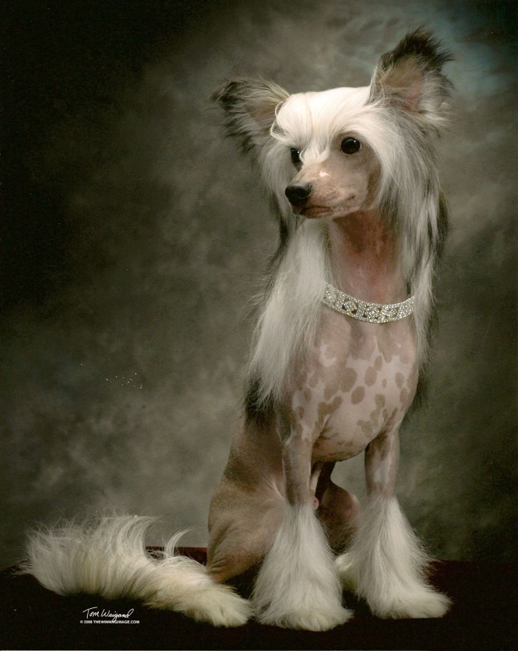 Обои китайская хохлатая