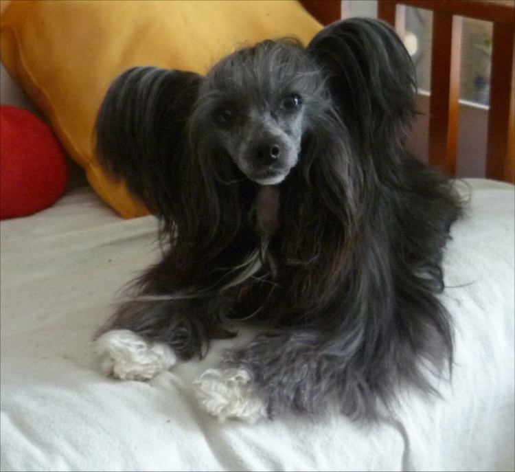 Китайская хохлатая