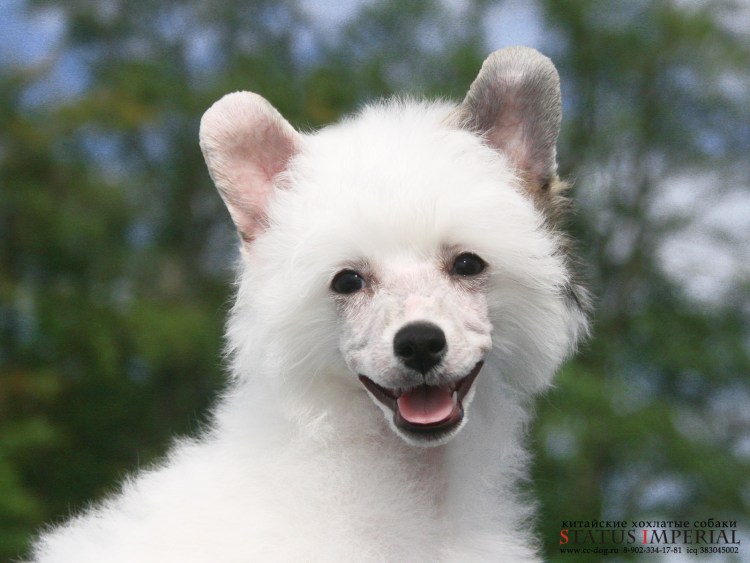 Китайская хохлатая собака пушистая