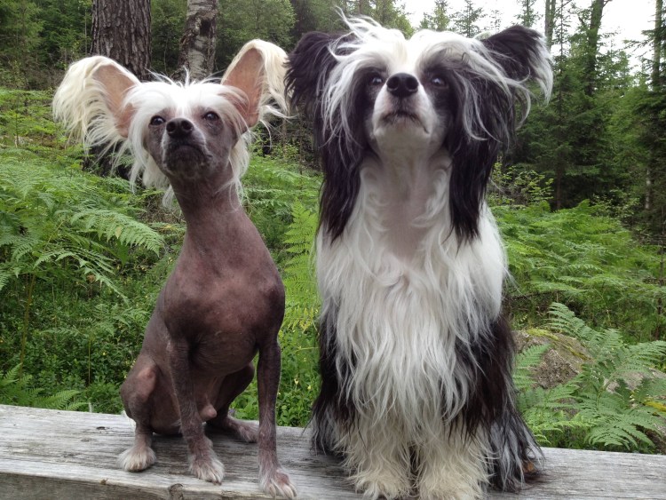 Китайская хохлатая собачка