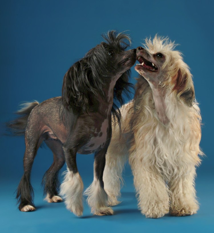 Китайская хохлатая пушистая вислоухая