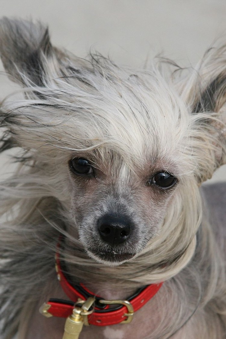 Китайская хохлатая пуховая