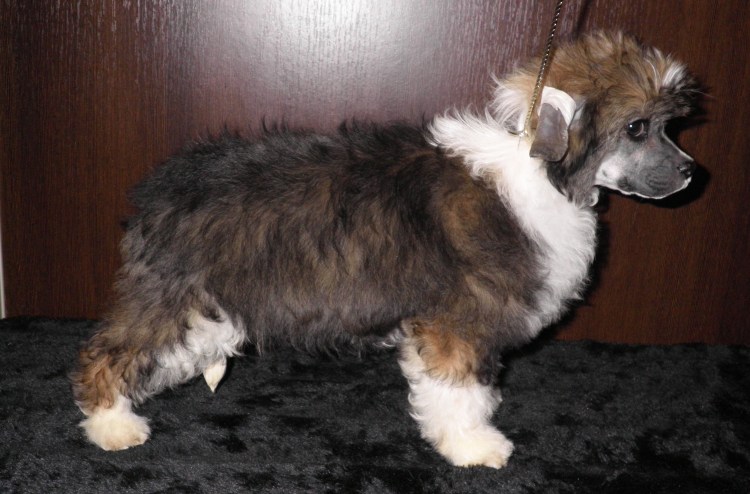 Китайская хохлатая пушистая