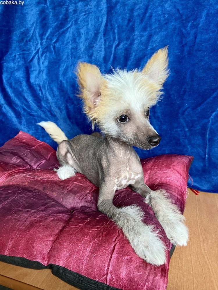 Китайская хохлатая с тоем