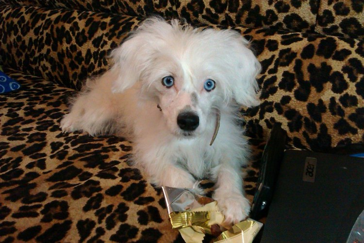 Собачка китайская хохлатая пуховая