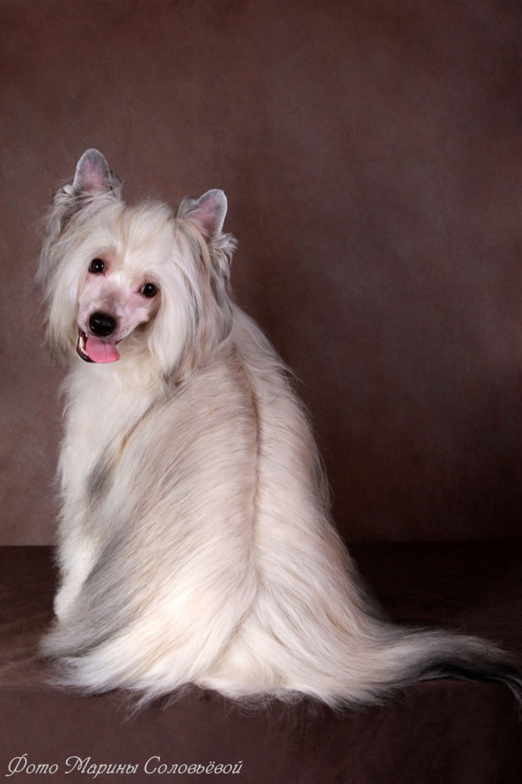 Китайская хохлатая пуховая