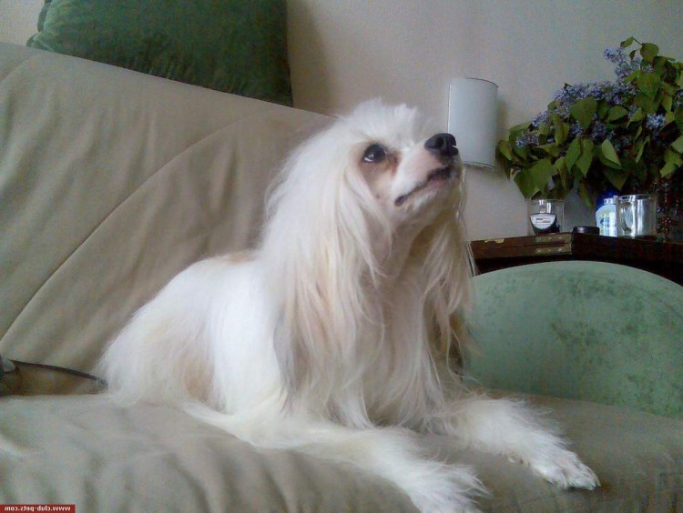 Порода собак китайская хохлатая пуховая