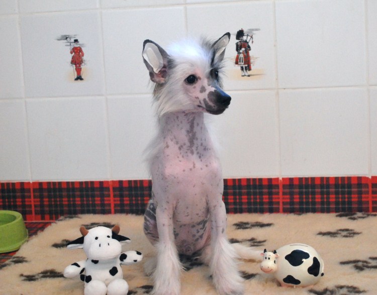 Минусы а собаке китайской хохлатой