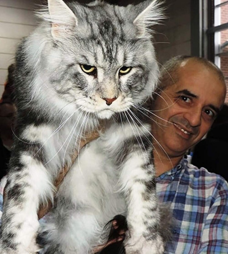 Мейн кун очень большой